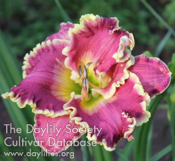 Daylily Southern by Chance